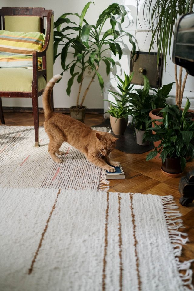Ruggable Washable Rug vs Lodge Cast Iron Skillet: Which Is Right for You in 2026
