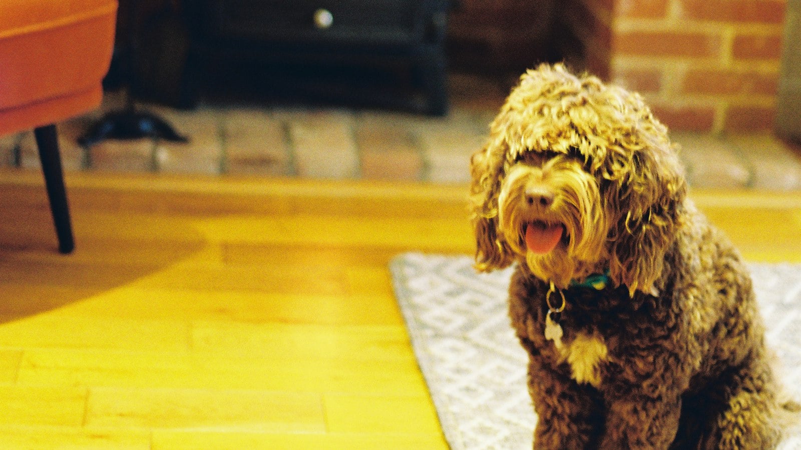 A curly-coated brown dog sitting on the edge of a pale rug on a hardwood floor (photo: Barney Goodman / Unsplash)
